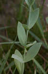 Catchfly prairie gentain